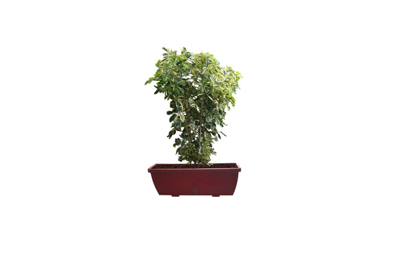 Smart Planter-5