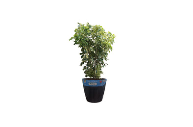 Smart Planter-1