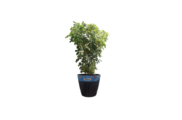 Smart Planter-1