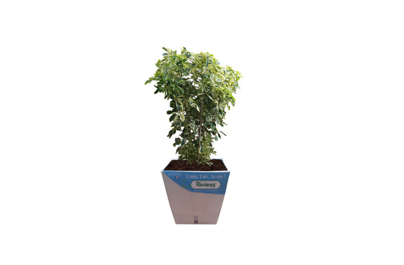 Smart Planter-2
