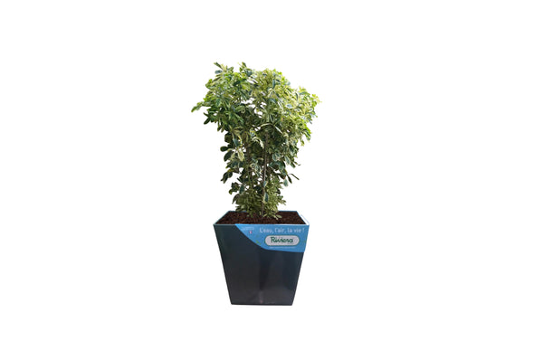 Smart Planter-4