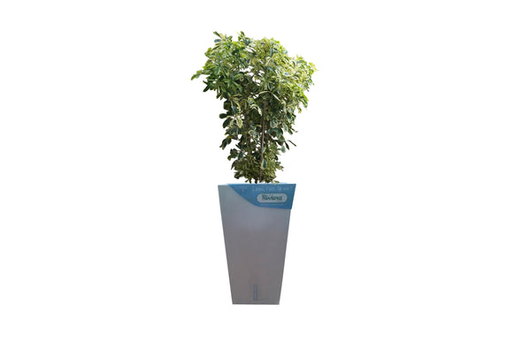 Smart Planter-6